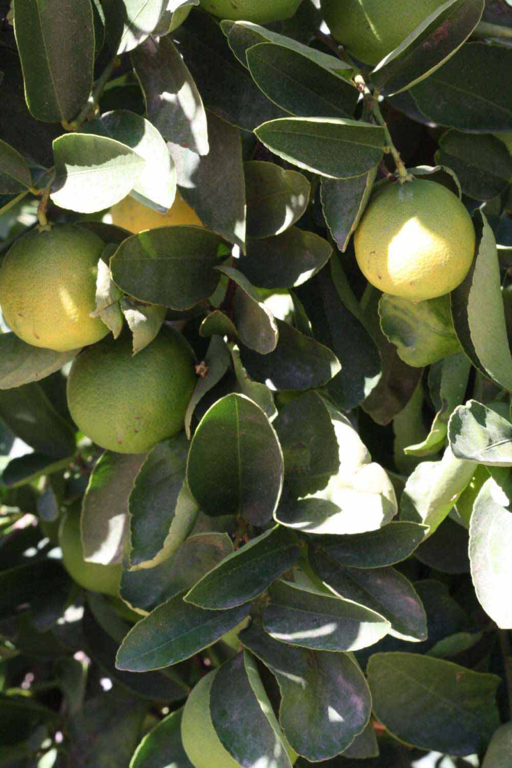              Leaves and immature fruit (Riverside,   CA)       